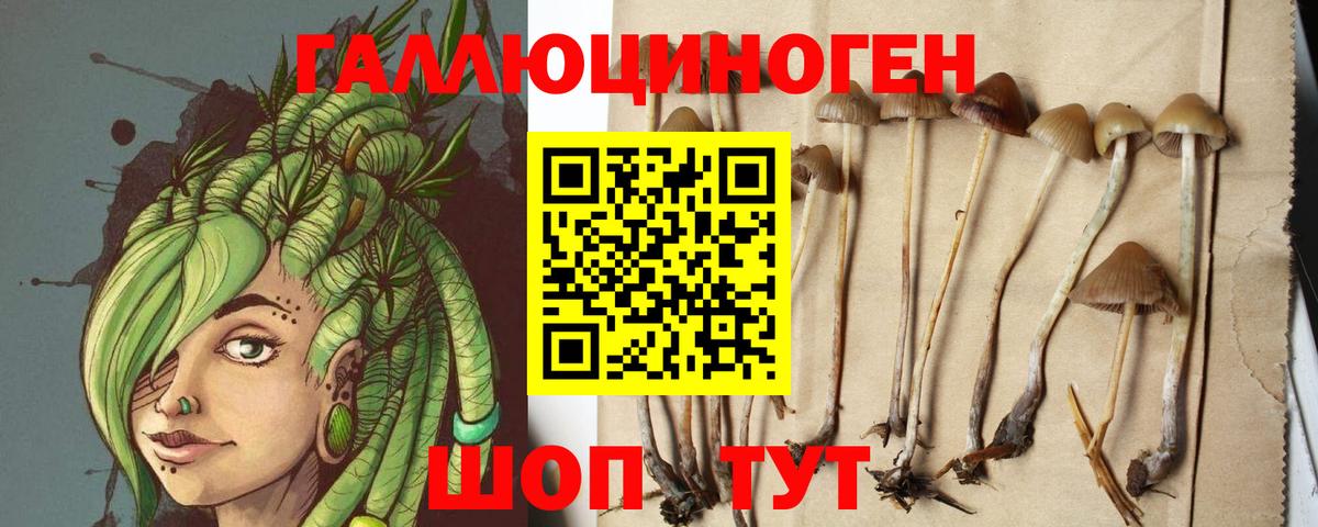 Псилоцибиновые грибы Psilocybe Амурск